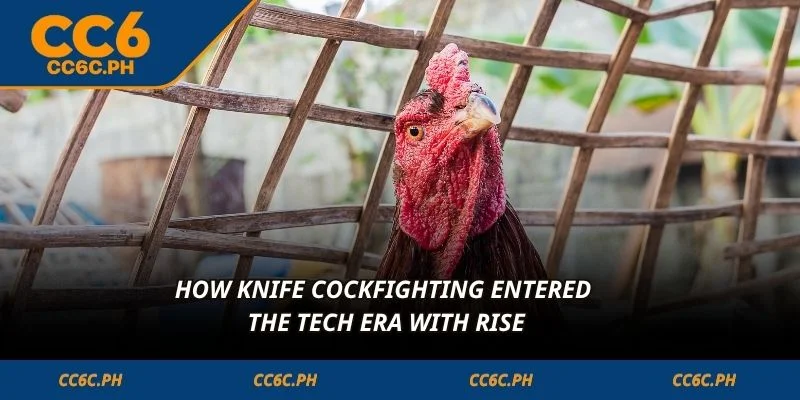 How knife cockfighting entered the tech era with rise