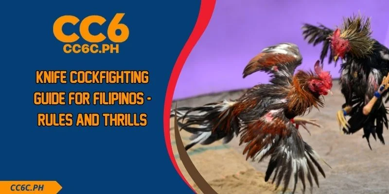 Knife Cockfighting Guide For Filipinos - Rules And Thrills