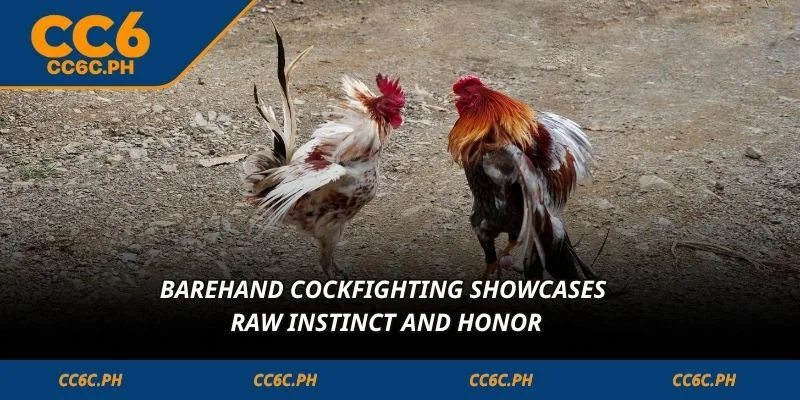 Barehand Cockfighting showcases raw instinct and honor