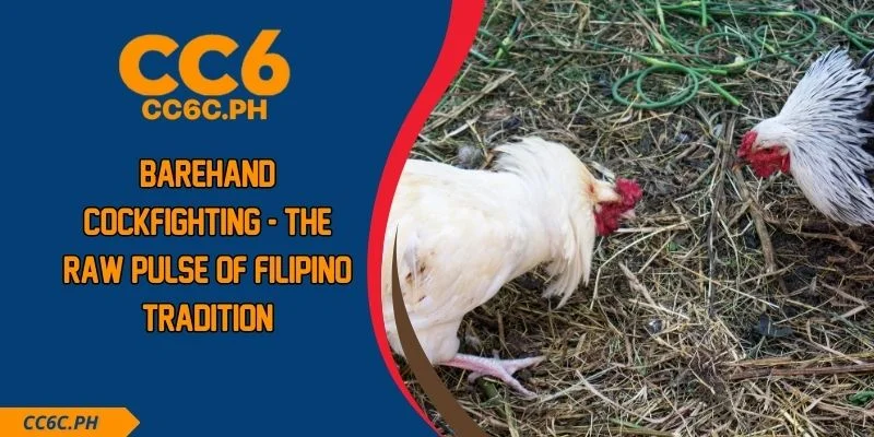 Barehand Cockfighting - The Raw Pulse Of Filipino Tradition