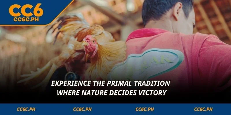 Experience the primal tradition where nature decides victory
